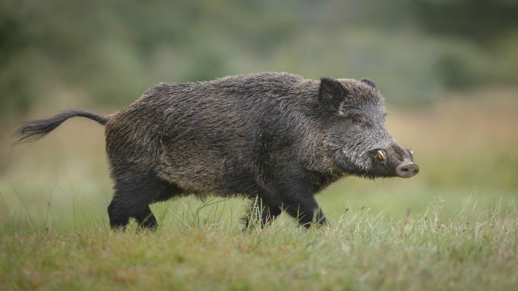 HOGS