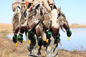 Duck Hunting