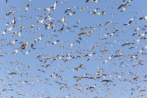 Snow Geese